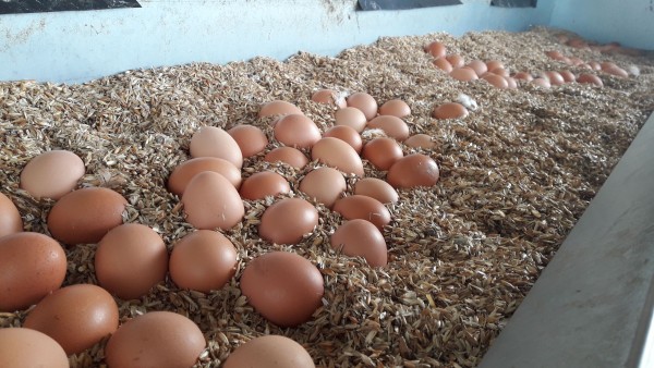 Bio-Eier Gr.M