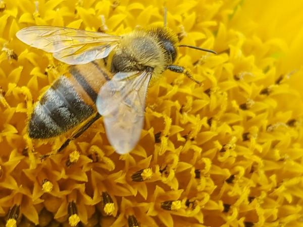 Deutscher Bienenhonig Frühlingsblüte